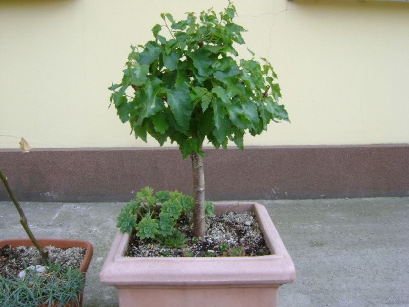 Mesteacan alb - Bonsai si prebonsai 2018-2020