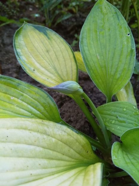 Hosta - Perene 2018