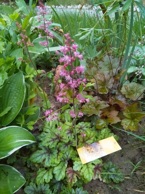 Heuchera - Perene 2018