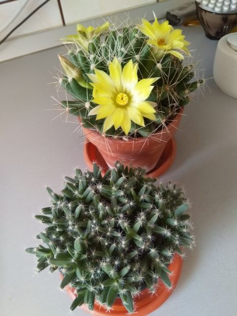  - Cactuși