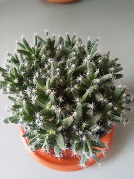 Trichodiadema - Cactuși