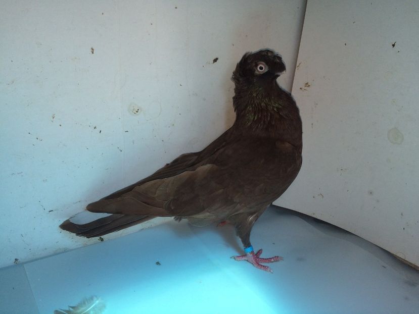 6999  mascul  2018_1 - pui 2018 BM