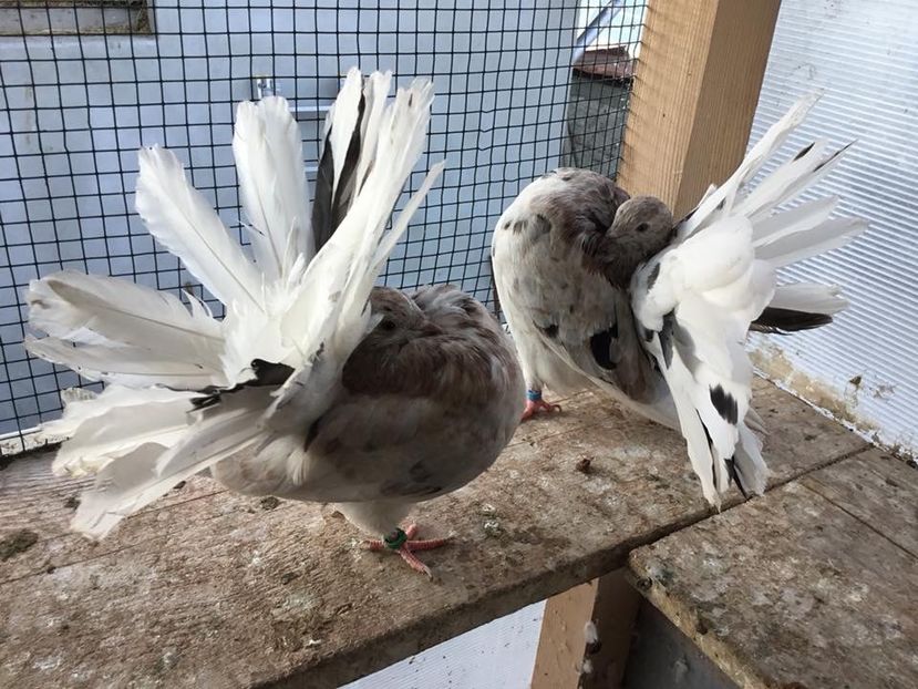  - Voltați almonzi matca 2019 !