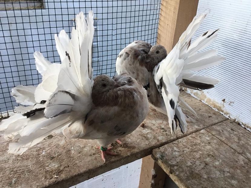  - Voltați almonzi matca 2019 !