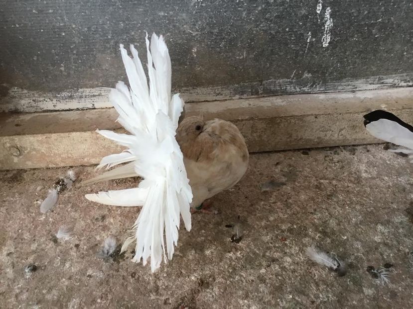  - Voltați almonzi matca 2019 !