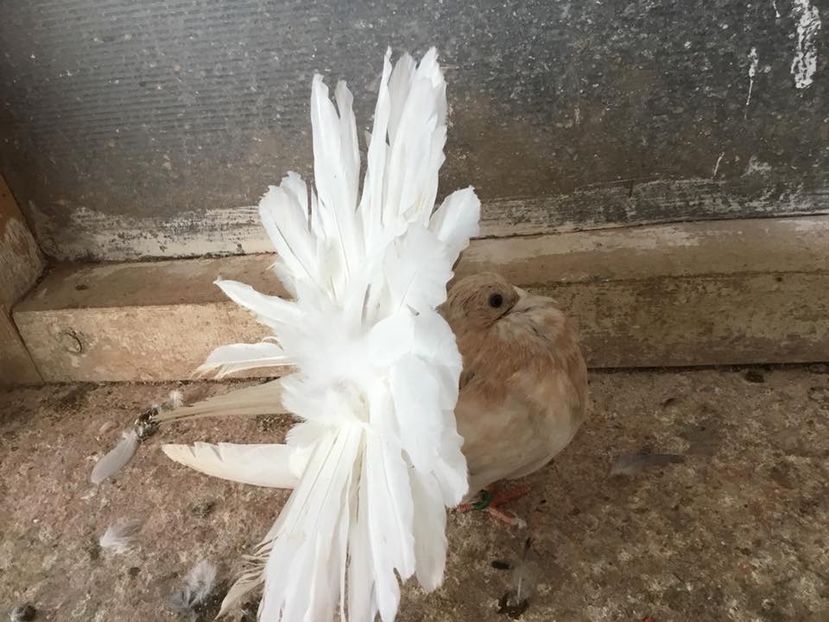  - Voltați almonzi matca 2019 !