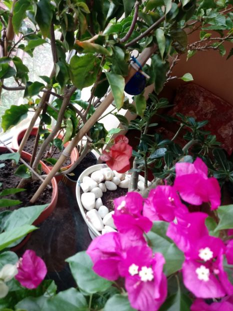  - Bougainvillea
