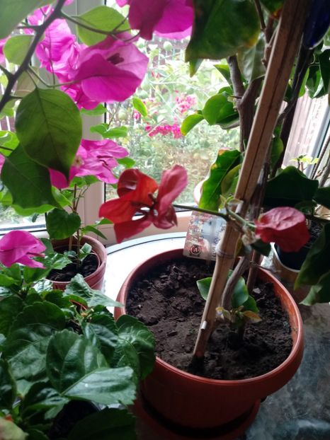  - Bougainvillea