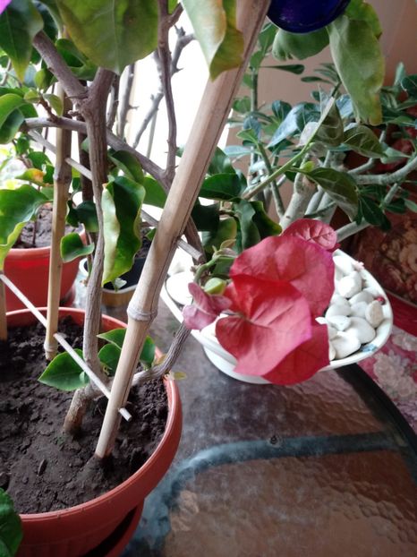  - Bougainvillea