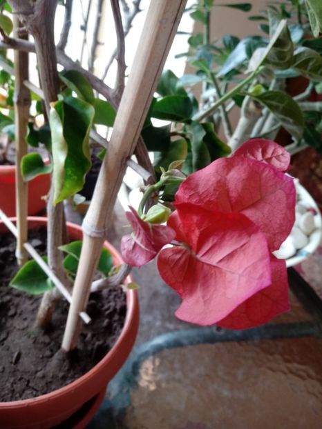  - Bougainvillea