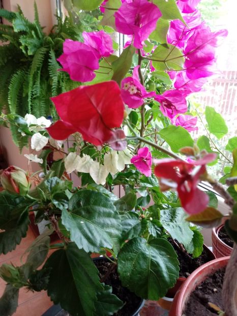  - Bougainvillea