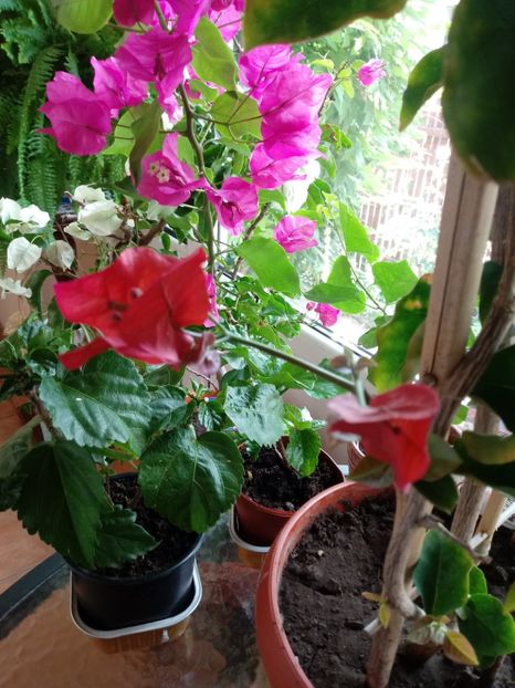  - Bougainvillea