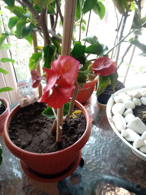  - Bougainvillea