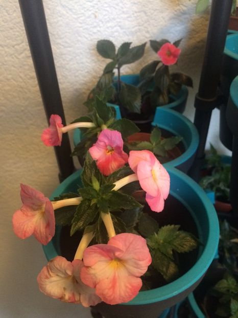 14.09.2018 - Achimenes 2018