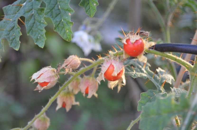 Litchi tomatos - ProVegan