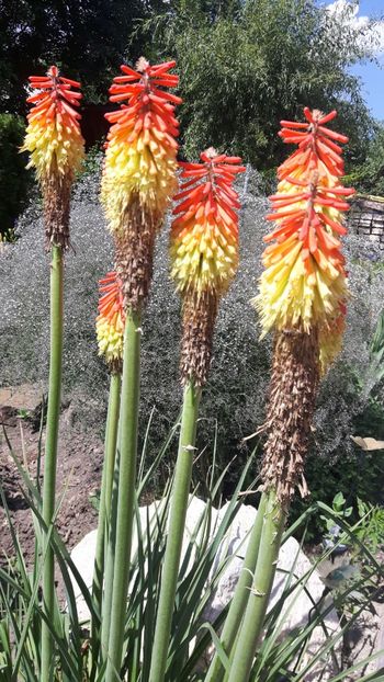  - crin faclie - Kniphofia