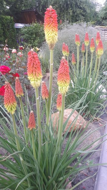  - crin faclie - Kniphofia