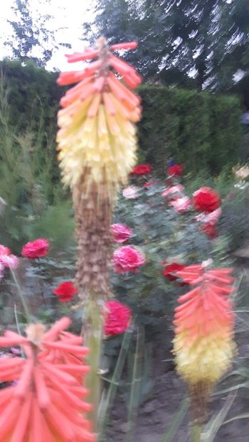  - crin faclie - Kniphofia