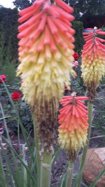  - crin faclie - Kniphofia