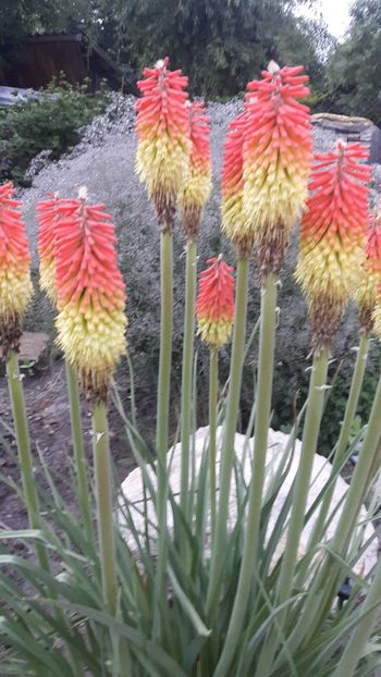  - crin faclie - Kniphofia