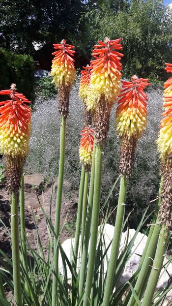  - crin faclie - Kniphofia