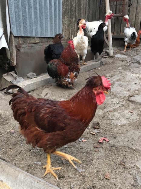 01D42677-2C3E-40B0-9098-A7771026E28D - Puisori 2018