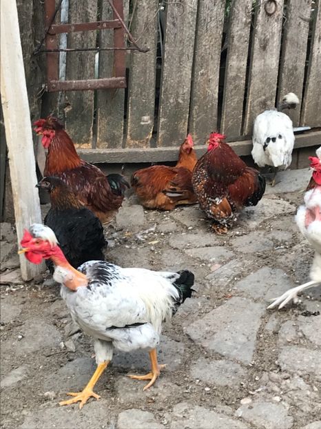 8AD15158-99DF-4DB7-BF37-0B1D85698611 - Puisori 2018