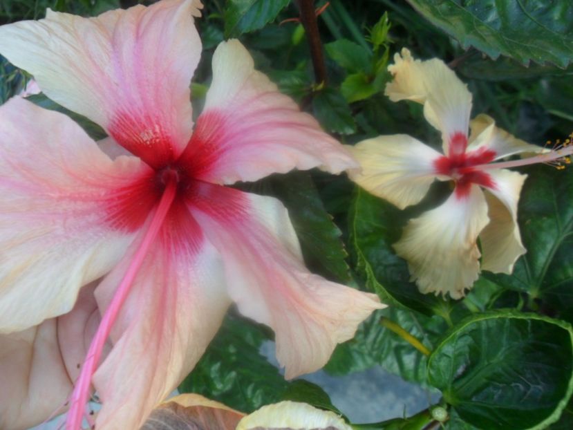  - hibiscusi 2018 7
