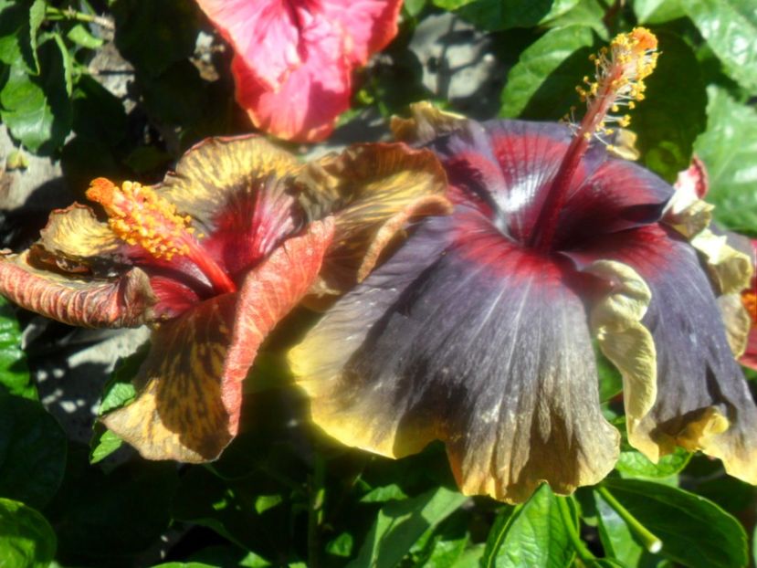  - hibiscusi 2018 7