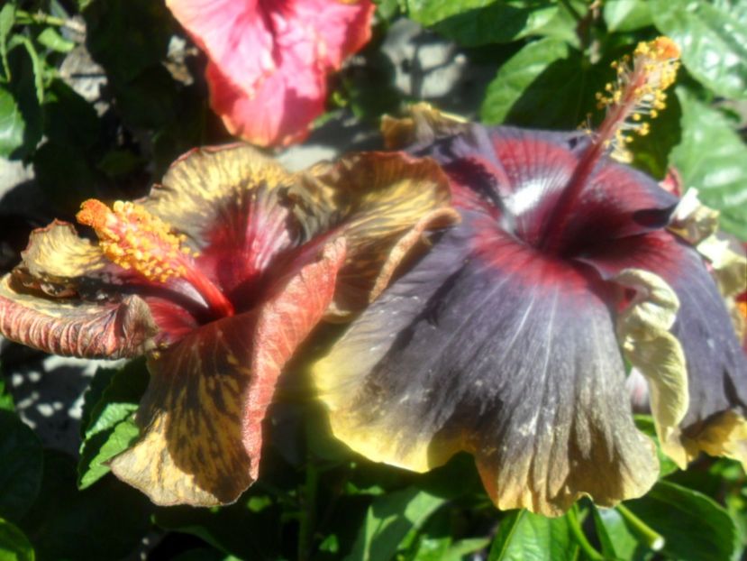  - hibiscusi 2018 7