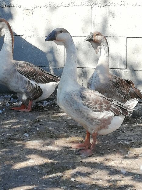 Mezinul la 2 luni - Boboci de gasca africana 2018