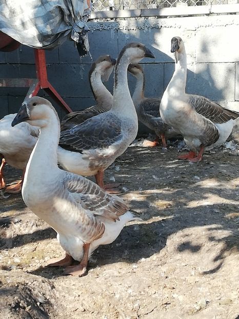 Boboaca 2018 - Boboci de gasca africana 2018