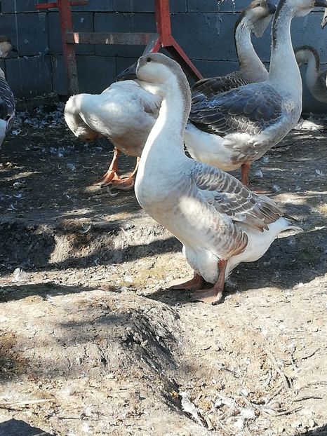  - Boboci de gasca africana 2018