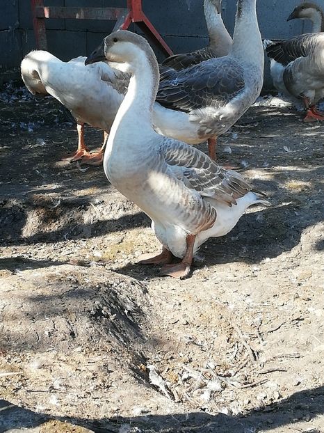  - Boboci de gasca africana 2018