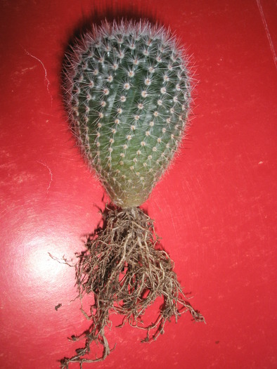Notocactus scopa - 30.01 - radacini de cactusi