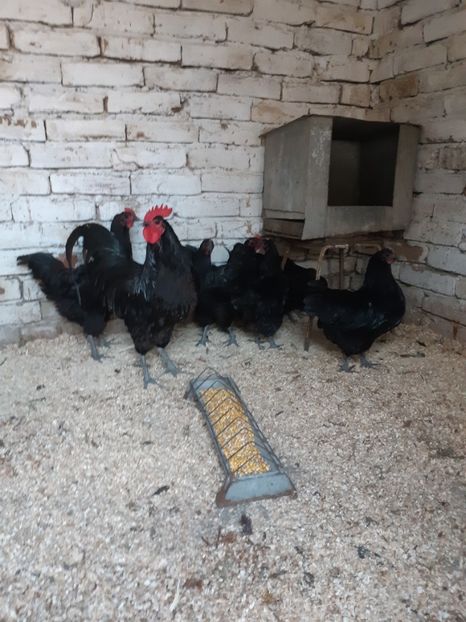  - Australorp negru