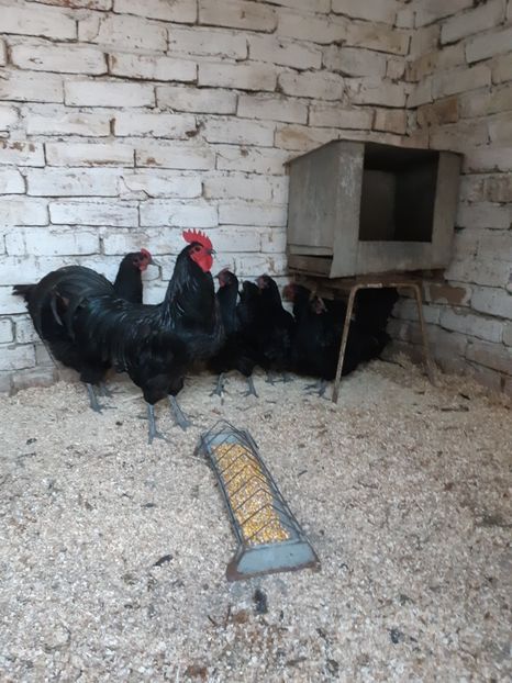 - Australorp negru