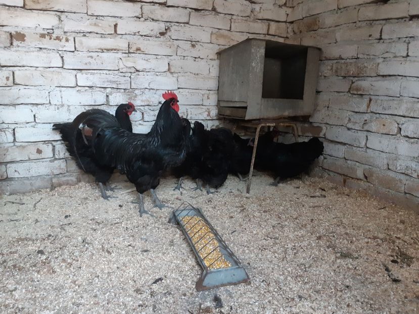  - Australorp negru