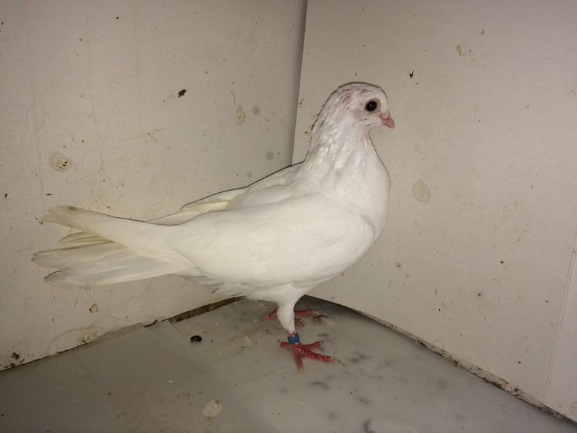 7131  mascul  2018  căzător - Plecați ALBUM 2