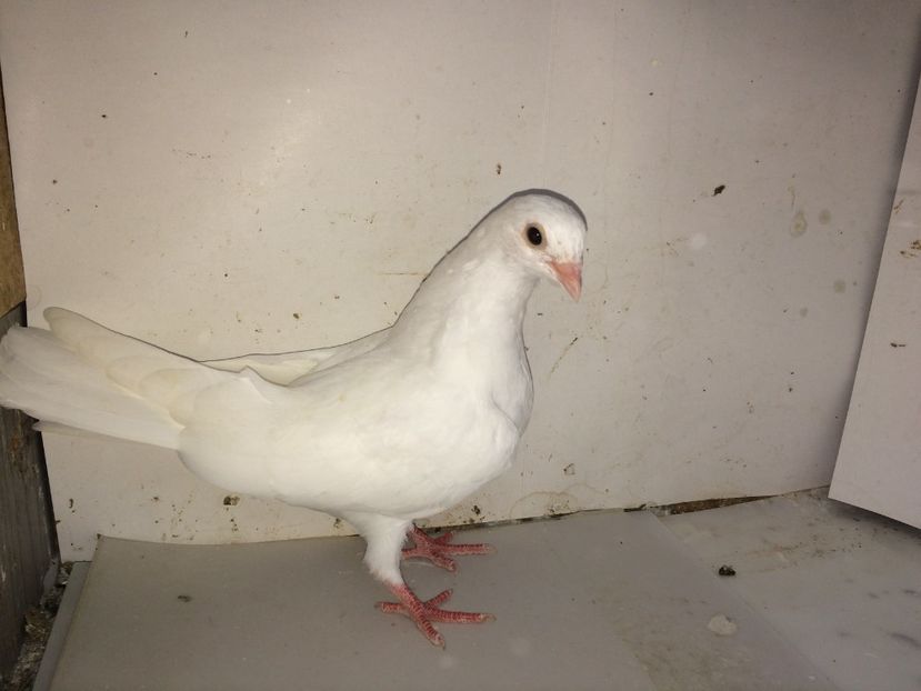 mascul  2018 - Plecați ALBUM 2