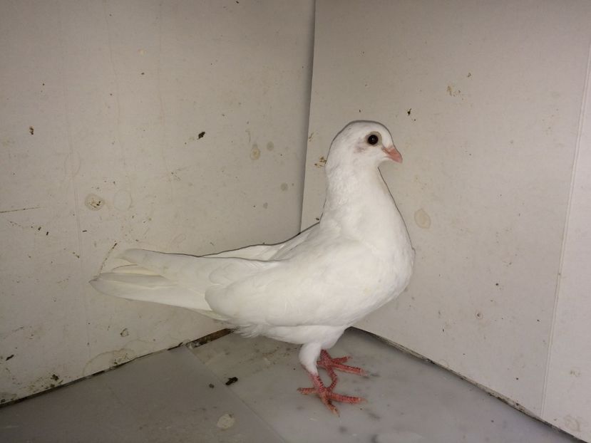 femelă  2018 - Plecați ALBUM 2