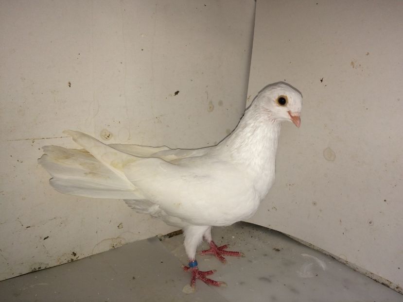 7091  mascul  2018  căzător - Plecați ALBUM 2