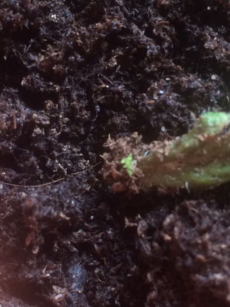 Candy Girl - Din frunze