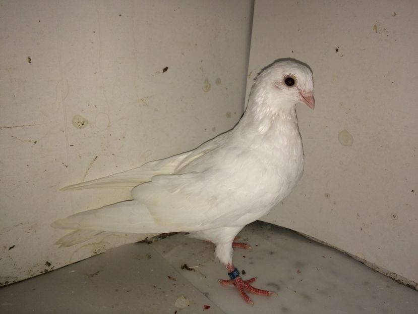 5180  mascul  2018 - Plecați ALBUM 2