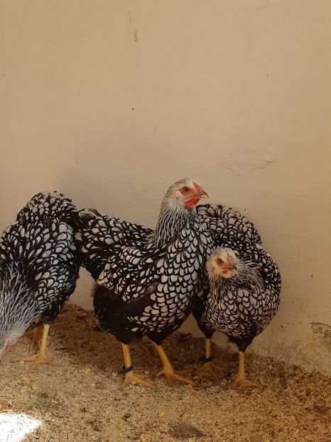  - Wyandotte argintiu