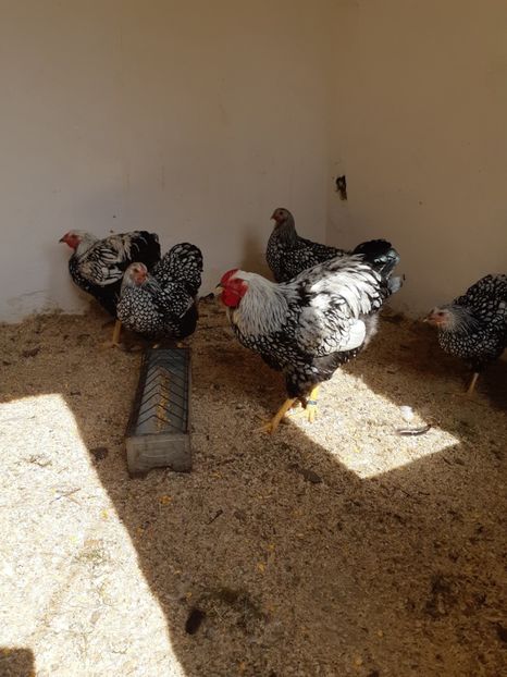  - Wyandotte argintiu