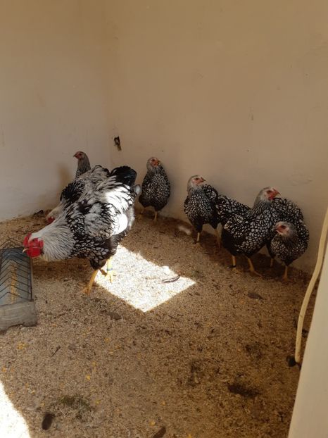  - Wyandotte argintiu