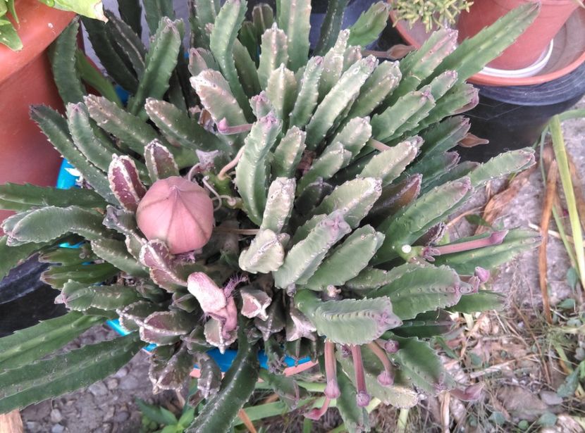  - Cactusi si suculente 2018