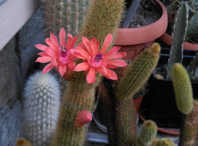  - Cactusi si suculente 2018