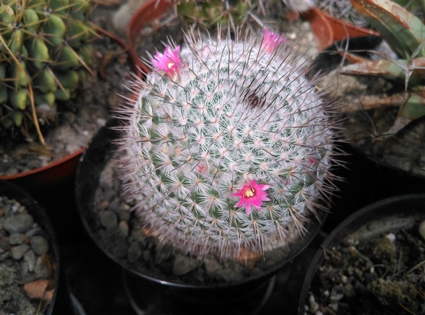  - Cactusi si suculente 2018